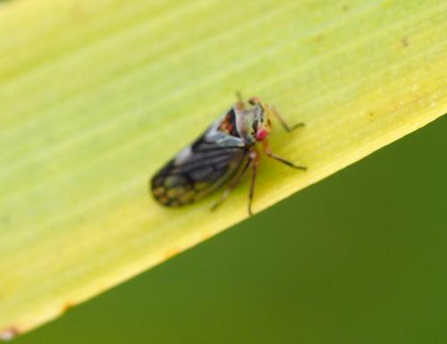 Réf. 228 604 : Oncopsis sp.